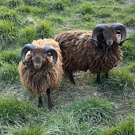 De Zonneplek